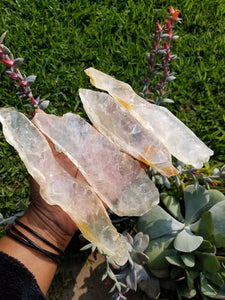 Golden Selenite Blades (Large)