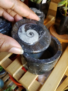 Ammonite Orthoceras Fossil Treasure Jars w/Lids