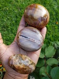 Petrified Wood (Mineralized Fossil) Palm Stones