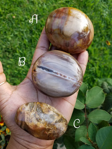 Petrified Wood (Mineralized Fossil) Palm Stones