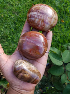 Petrified Wood (Mineralized Fossil) Palm Stones