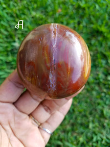 Petrified Wood (Mineralized Fossil) Palm Stones